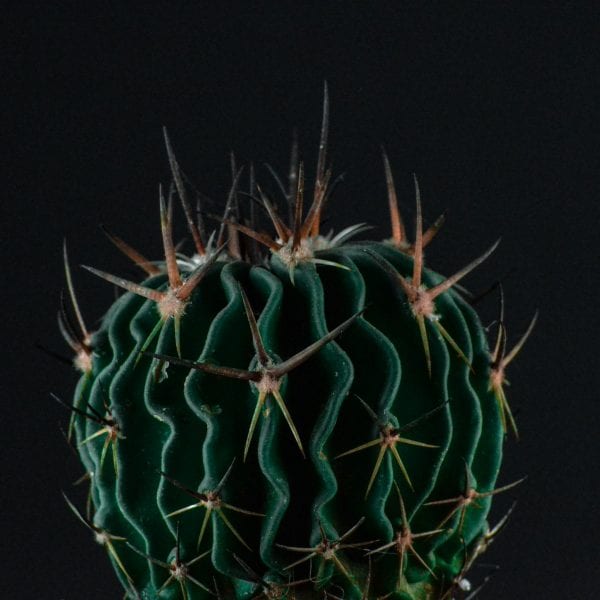 arrosage cactus