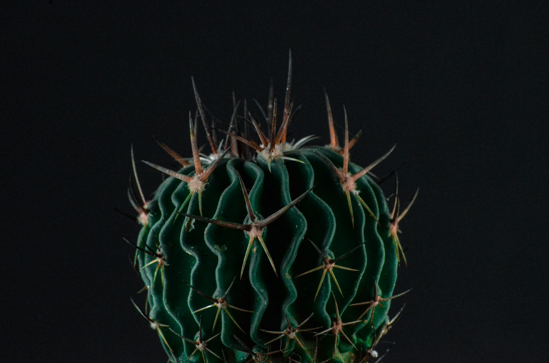 arrosage cactus