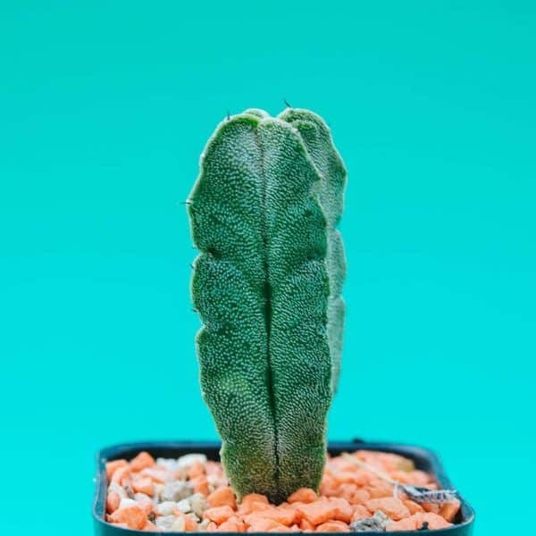 cactus cierge