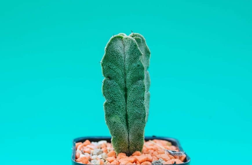 Cactus cierge : espèce et description