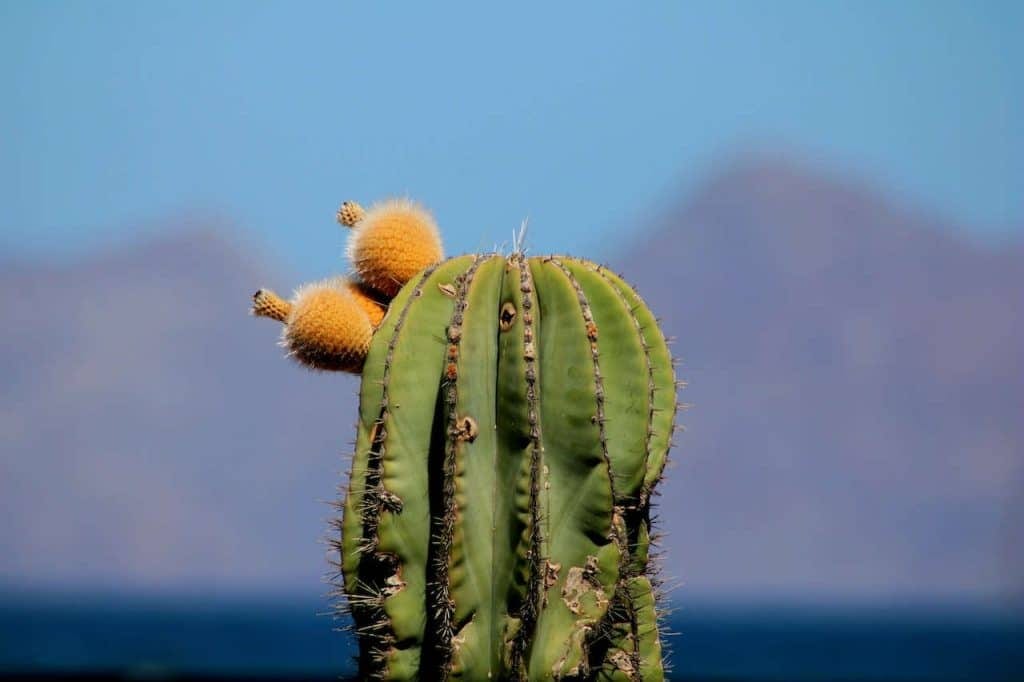 cactus cierge