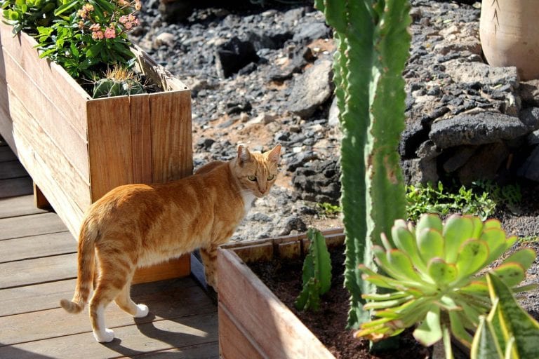 cactus dangereux pour les chats