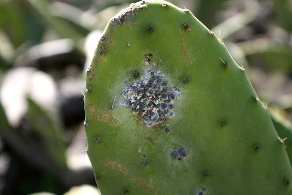 Cochenilles farineuses sur un cactus opuntia