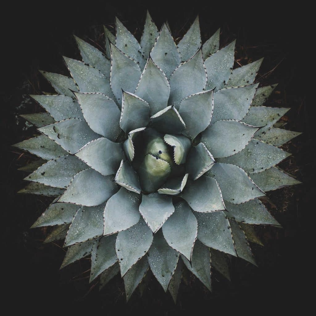 plante-succulente