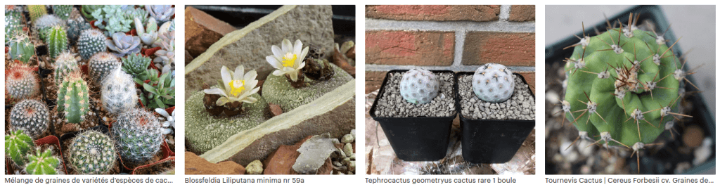 Exemples de semis de cactus (source ETSY)