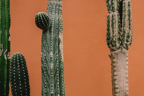 cactus maladie