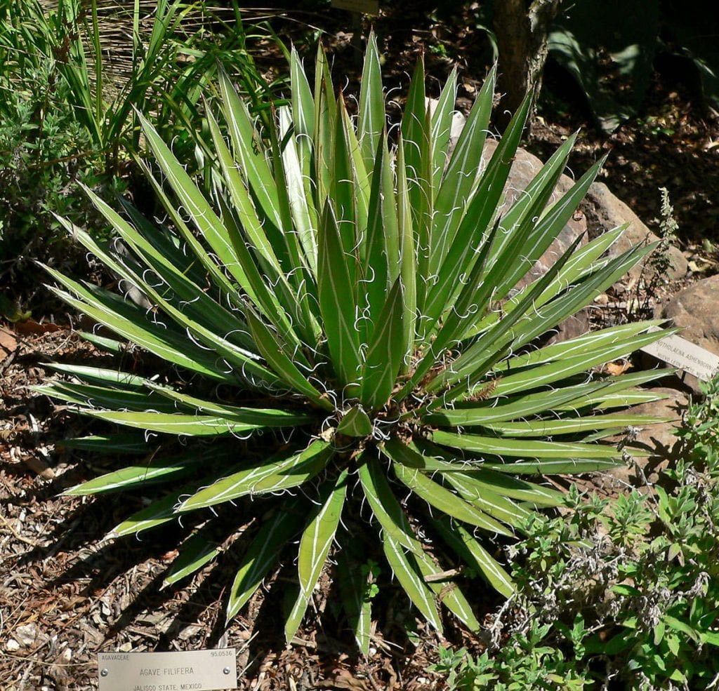 Agave_filifera_2