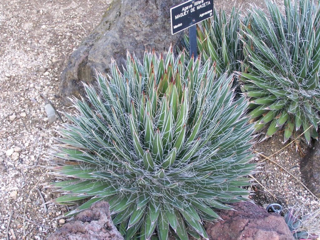 Agave_filifera
