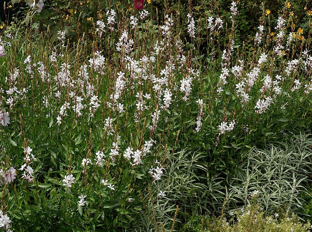 640px-Gaura_lindheimeri_A