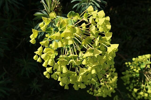 Euphorbia_characias_