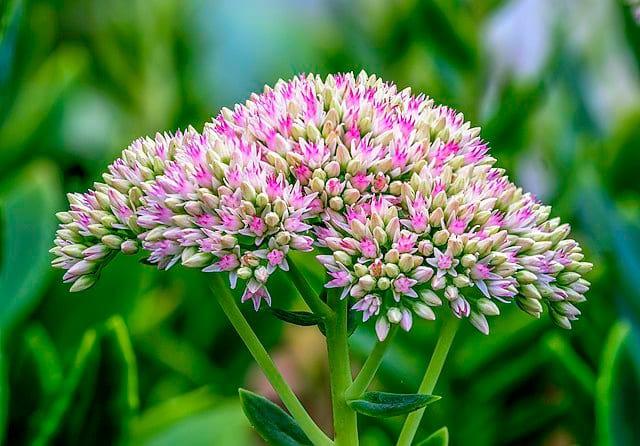 Hylotelephium spectabile (une variante)