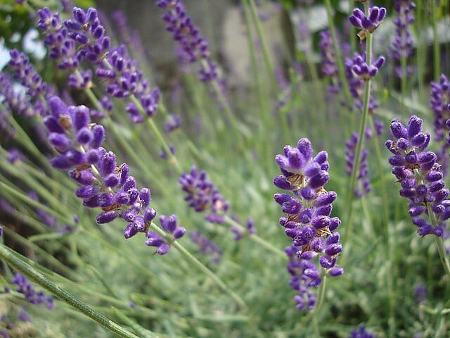 Lavanda_nana_(Lavandula_angustifolia_var._Hidcote_blue)_(7996218850)