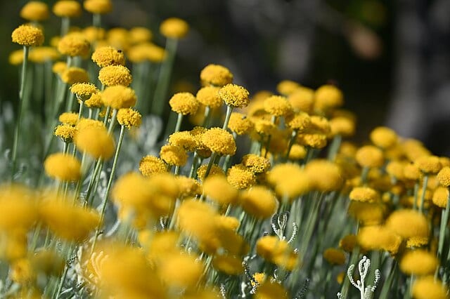 Santolina_chamaecyparissus,_macro