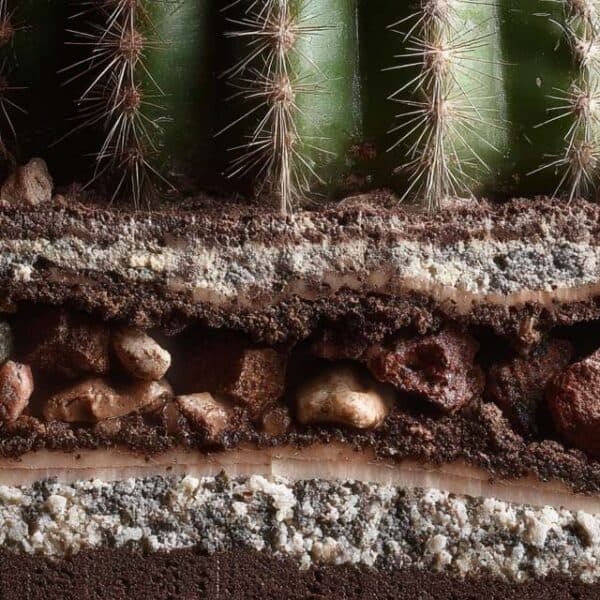 sol drainage du cactus