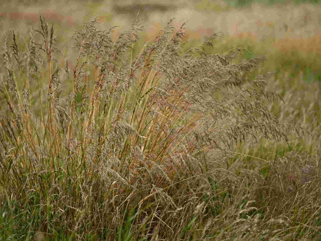 Festuca arundinacea Festuca arundinacea