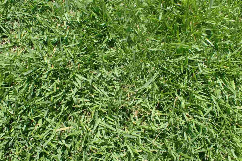 Zoysia_japonica Zoysia_japonica