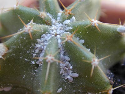 Cochenille farineuse : mon cactus des tches blanches !