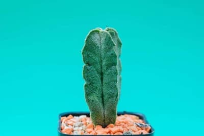 Maladie cactus : Reconnatre et traiter les problmes