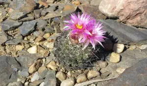 mini cactus_coryphantha vivipara