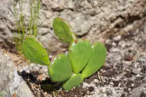 opuntia humifusa