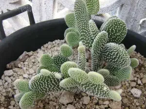 Opuntia albispina