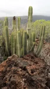 cactus-en-forme-de-cierge