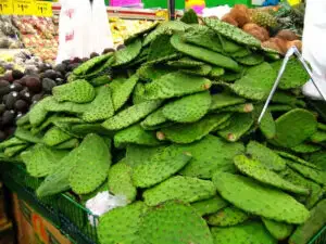 Cactus raquette en vrac