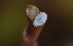 cochenille cactus