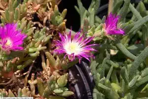 Delosperma_cooperie