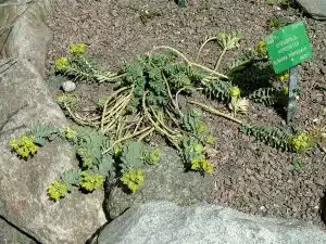 Euphorbia_myrsinites_-_Copenhagen_Botanical_Garden_-_DSC07487