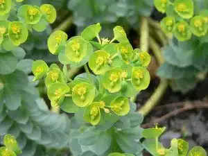 Euphorbia_myrsinites