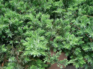 Juniperus conferta