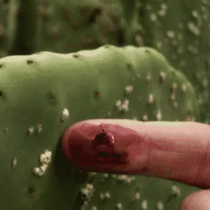Jus rouge de la cochenille de cactus