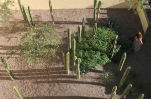jardin sec et cactus