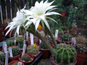 Echinopsis_adolfofriedrichii1b.PCJO_