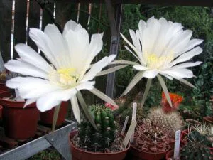 Echinopsis_comarapana1PCJO