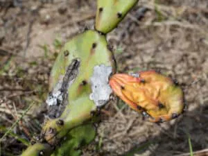 cactus flétri