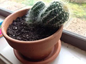cactus mou : trop d'eau