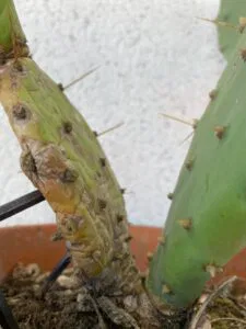 cactus-raquette-mou