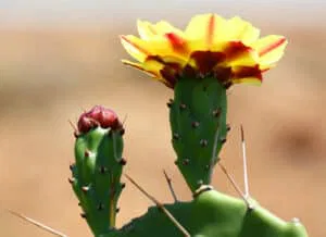 cactus-en-fleur-Opuntia_phaeacantha
