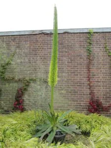 Agave_ocahui en fleur