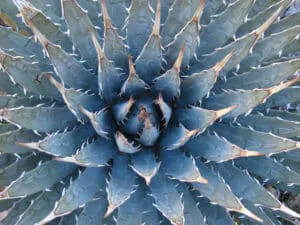 agave utahensis global