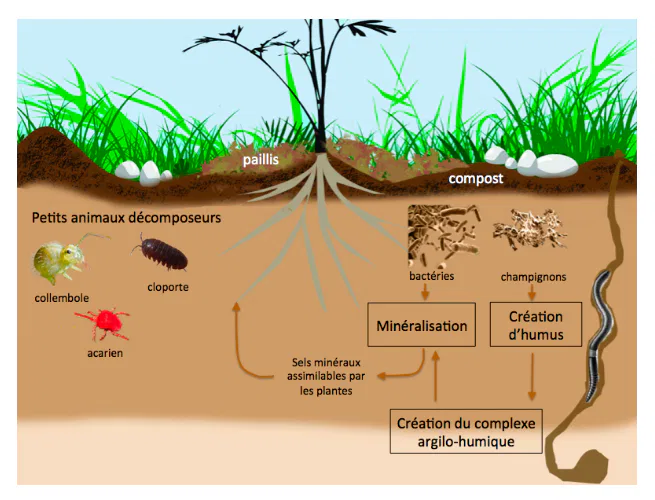 source : monjardinenpermaculture.fr/pages/comment-ca-fonctionne