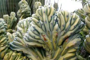 Myrtillocactus_geometrizans