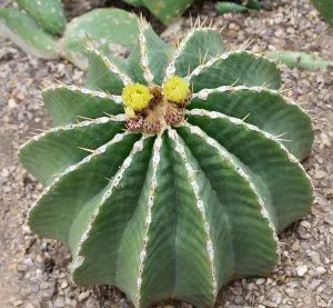 Ferocactus schwarzii
