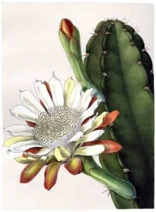 Cereus_hankeanus