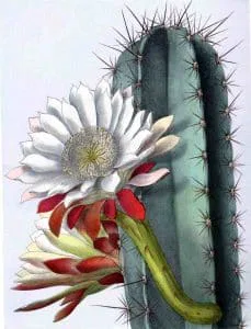 Cereus_repandus_BlKakteenT131
