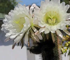 Echinopsis_spachiana_2