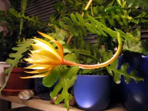Epiphyllum_anguliger_cactus_epiphyte