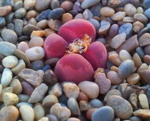 Lithops_optica_rubra_cactus caillou